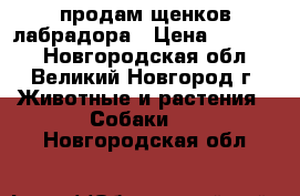 продам щенков лабрадора › Цена ­ 15 000 - Новгородская обл., Великий Новгород г. Животные и растения » Собаки   . Новгородская обл.